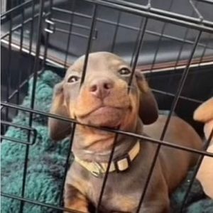 Meet your Posher, Spinbob